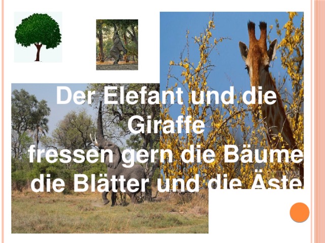 Der Elefant und die Giraffe  fressen gern die Bäume:  die Blätter und die Äste. 