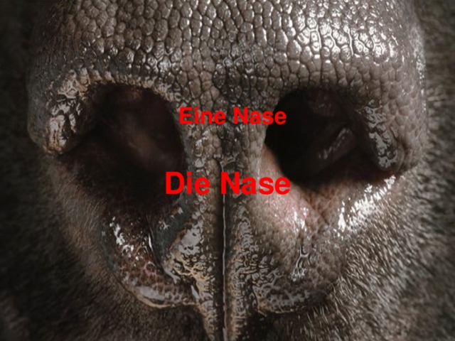 Eine Nase Die Nase 