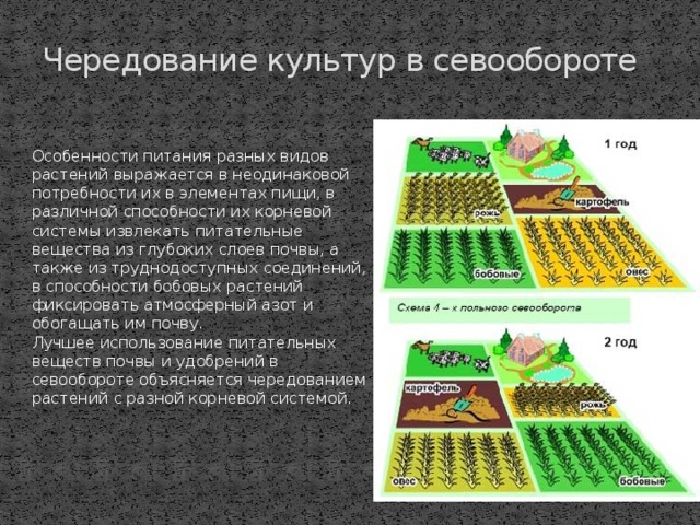 Кормовой севооборот схема