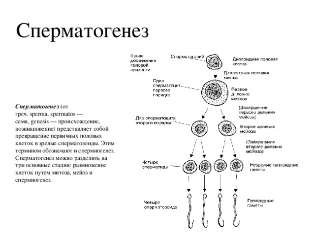 Из каких клеток образуются сперматогонии. Схема процесса сперматогенеза. Зарисуйте схему сперматогенеза. Фазы сперматогенеза схема. Схема сперматогенеза гистология.