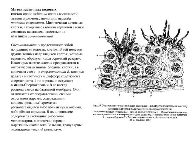 Митотическое деление первичных половых. Закладка первичных половых клеток в женском организме происходит:. Миграция первичных половых клеток. Источник развития первичных половых клеток. Первичные половые клетки происхождение.