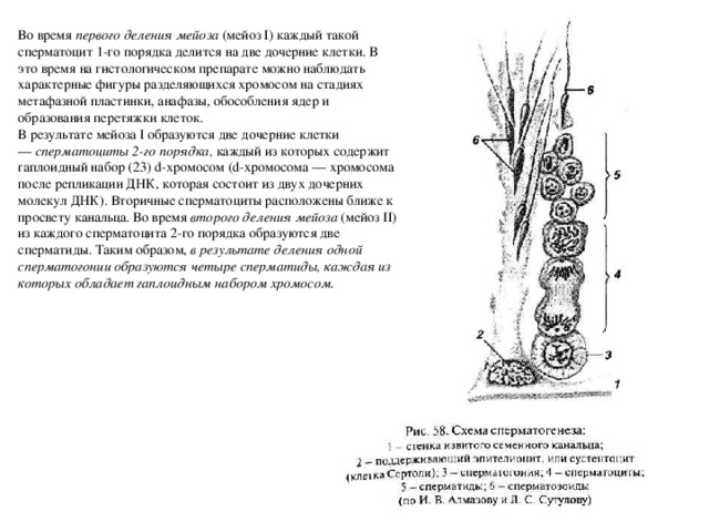 Гаплоидная клетка сперматоцит 1 порядка