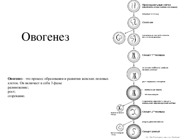 Стадии овогенеза рисунок