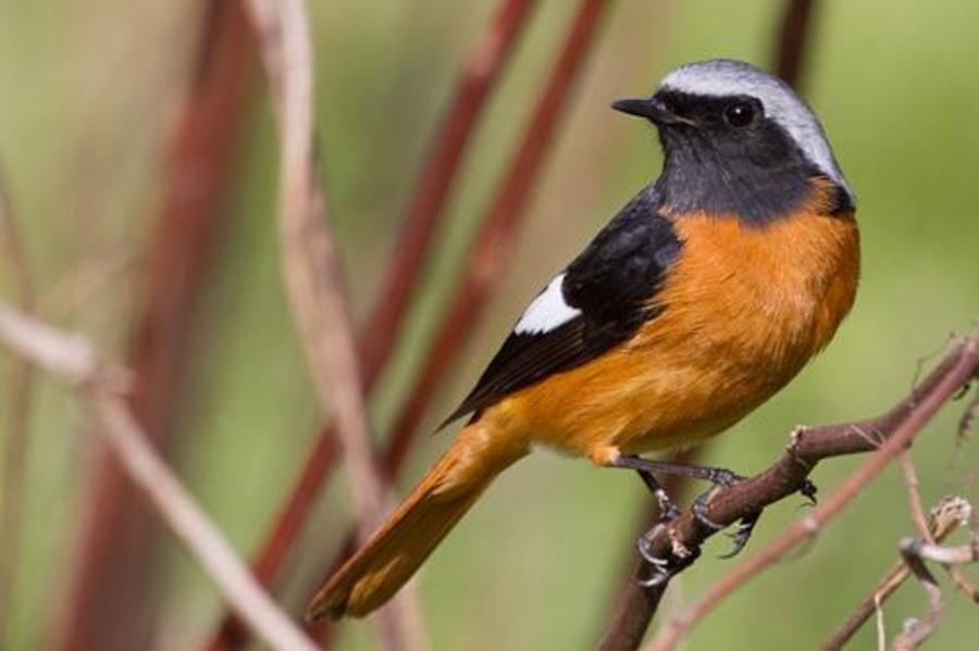 Маленькая черно оранжевая птичка
