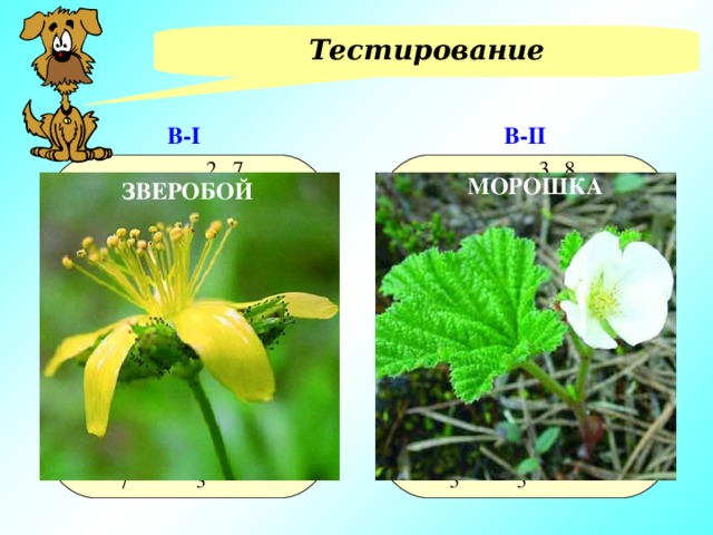 Тестирование В- II В- I МОРОШКА 1)Вычислить: 1)Вычислить: ЗВЕРОБОЙ ок) мо) ба) л) зве) т) 2)Вычислить: 2)Вычислить: ви) де) рош) бу) ро) уг) 3)Решить уравнение: 3)Решить уравнение:  ви) а) ди) у) бой) ка)