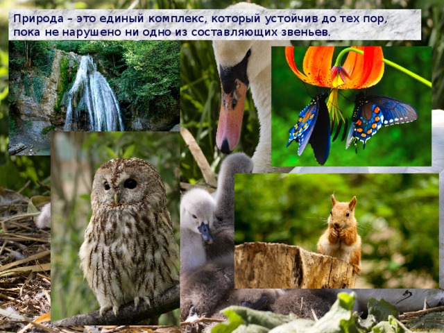 Природа – это единый комплекс, который устойчив до тех пор, пока не нарушено ни одно из составляющих звеньев. 