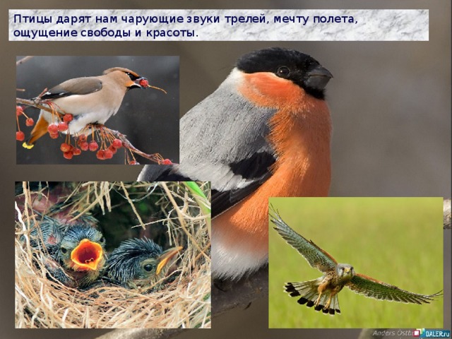 Птицы дарят нам чарующие звуки трелей, мечту полета, ощущение свободы и красоты. 
