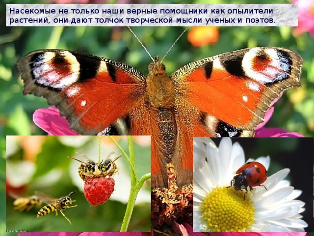 Насекомые не только наши верные помощники как опылители растений, они дают толчок творческой мысли ученых и поэтов. 