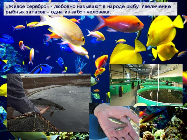 «Живое серебро» - любовно называют в народе рыбу. Увеличение рыбных запасов – одна из забот человека. 