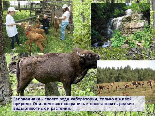 Заповедники – своего рода лаборатории, только в живой природе. Они помогают сохранить и восстановить редкие виды животных и растений. 
