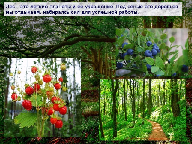 Лес – это легкие планеты и ее украшение. Под сенью его деревьев мы отдыхаем, набираясь сил для успешной работы. 
