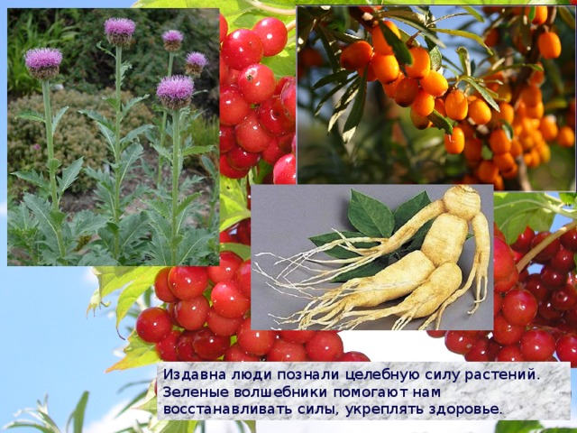 Издавна люди познали целебную силу растений. Зеленые волшебники помогают нам восстанавливать силы, укреплять здоровье. 