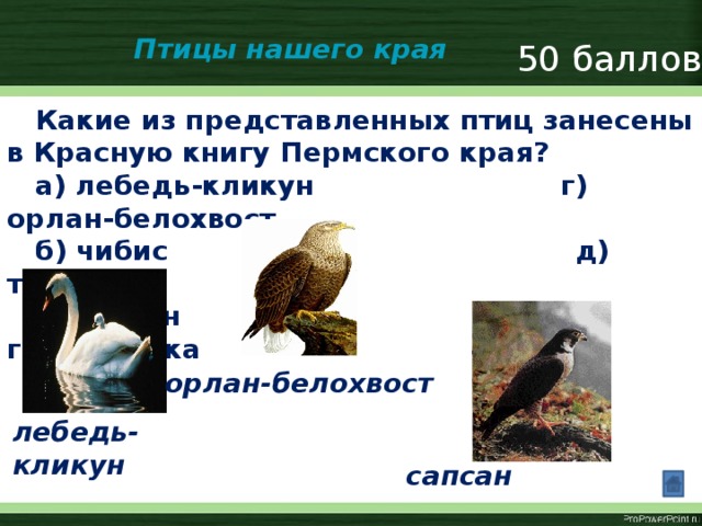 Какая птица занесена в красную. Красная книга Пермского края птицы. Птицы нашего края. Птицы которые занесены в красную книгу.