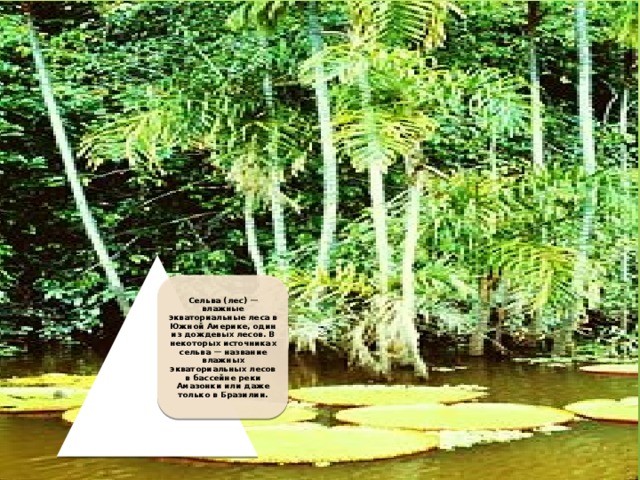 Сельва (лес) — влажные экваториальные леса в Южной Америке, один из дождевых лесов. В некоторых источниках сельва — название влажных экваториальных лесов в бассейне реки Амазонки или даже только в Бразилии. 