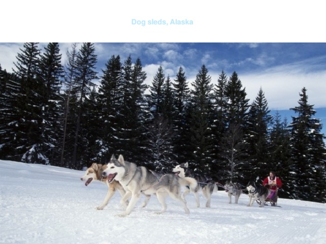  Dog sleds, Alaska   