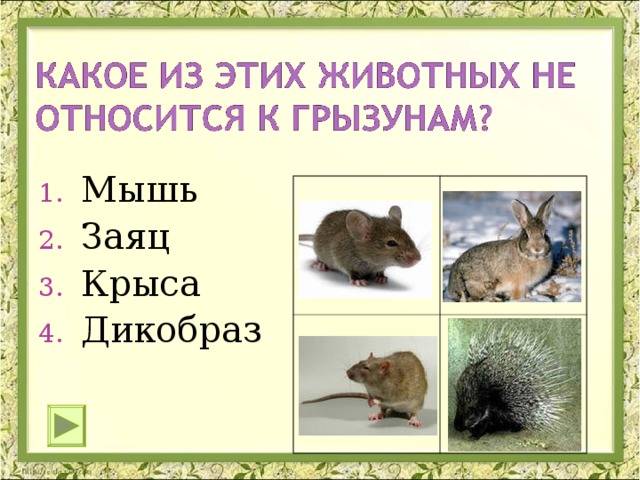 Мышь Заяц Крыса Дикобраз 
