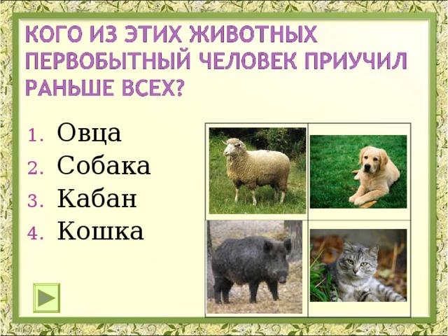 Овца Собака Кабан Кошка 