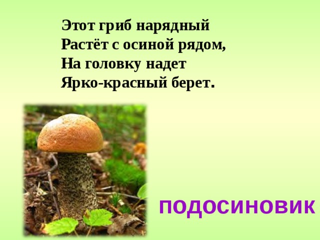 Этот гриб нарядный Растёт с осиной рядом, На головку надет Ярко-красный берет . подосиновик