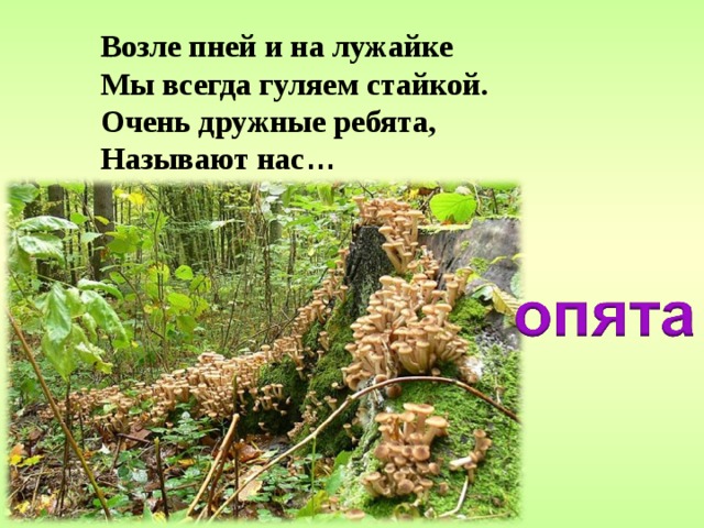 Возле пней и на лужайке Мы всегда гуляем стайкой. Очень дружные ребята, Называют нас …