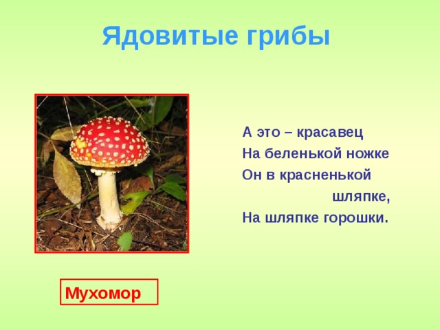 Ядовитые грибы  А это – красавец На беленькой ножке Он в красненькой  шляпке, На шляпке горошки. Мухомор