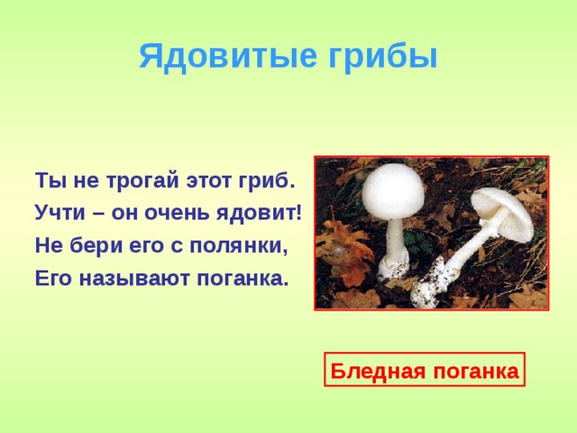 Ядовитые грибы Ты не трогай этот гриб. Учти – он очень ядовит! Не бери его с полянки, Его называют поганка.  Бледная поганка