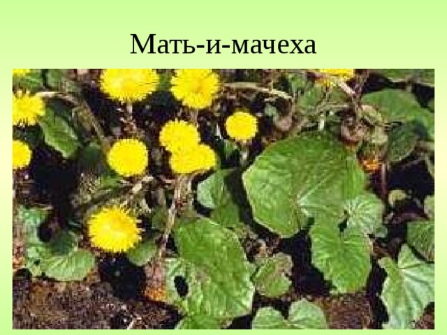 Мать-и-мачеха