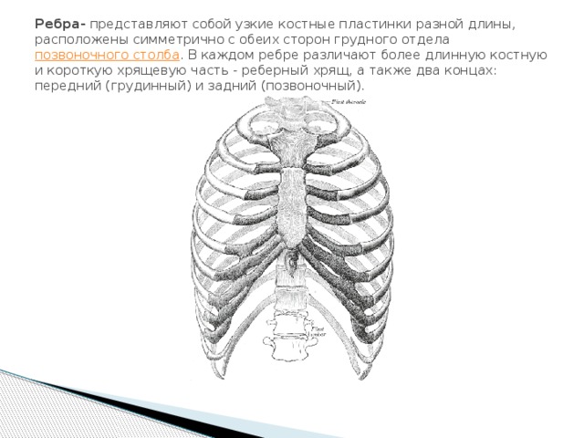 Ребра- представляют собой узкие костные пластинки разной длины, расположены симметрично с обеих сторон грудного отдела   позвоночного столба . В каждом ребре различают более длинную костную и короткую хрящевую часть - реберный хрящ, а также два концах: передний (грудинный) и задний (позвоночный). 