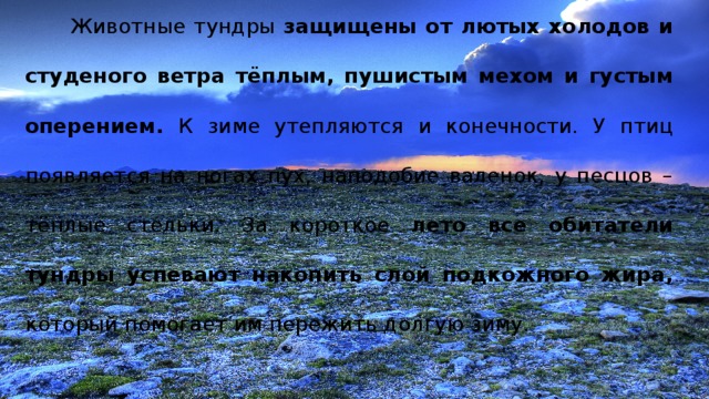  Животные тундры защищены от лютых холодов и студеного ветра тёплым, пушистым мехом и густым оперением. К зиме утепляются и конечности. У птиц появляется на ногах пух, наподобие валенок, у песцов – тёплые стельки. За короткое лето все обитатели тундры успевают накопить слой подкожного жира, который помогает им пережить долгую зиму. 