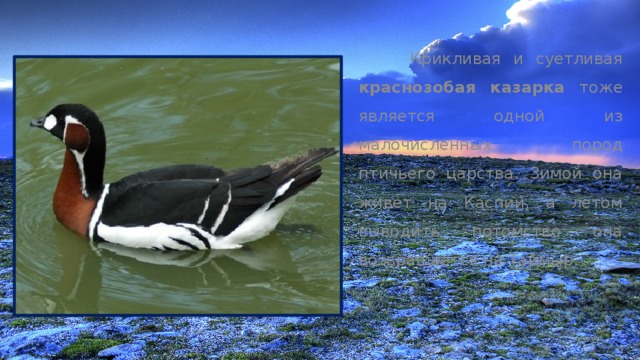  Крикливая и суетливая краснозобая казарка тоже является одной из малочисленных пород птичьего царства. Зимой она живет на Каспии, а летом выводить потомство она возвращается на Таймыр. 