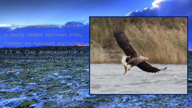  Могучие орланы относятся к числу самых крупных птиц. Размах их крыльев достигает 2,5 м. Они возвращаются к родным местам только в мае — месяце. 