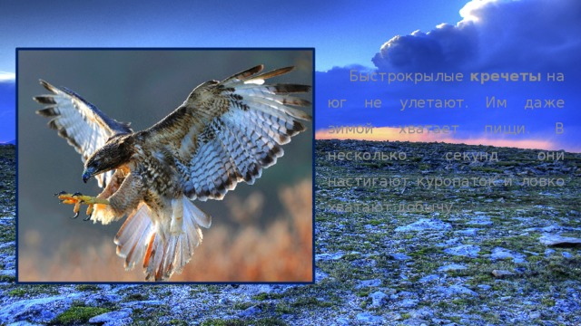  Быстрокрылые кречеты на юг не улетают. Им даже зимой хватает пищи. В несколько секунд они настигают куропаток и ловко хватают добычу. 