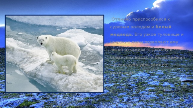  Отлично приспособился к суровым холодам и белый медведь . Его узкое туловище и широкие лапы позволяют ему легко отыскивать добычу в океанских водах, а белоснежная густая шуба укрывает от охотников. 