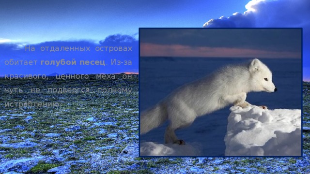  На отдаленных островах обитает голубой песец . Из-за красивого, ценного меха он чуть не подвергся полному истреблению. 