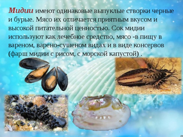 Мидии вред для организма. Полезные моллюски. Что полезного в мидиях. Полезные вещества в мидиях. Мидии полезные свойства.