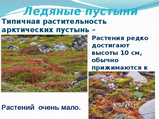 Растительный мир арктических пустынь. Лишайник арктической пустыни. Растительный мир ледяной пустыни. Лишайники арктических пустынь. Растения холодного пояса.