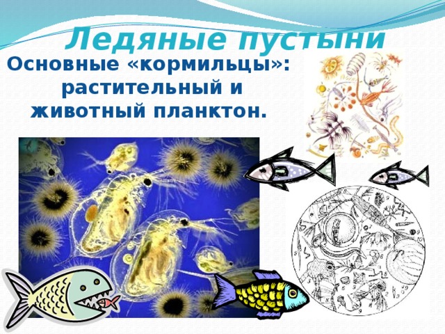 Ледяные пустыни Основные «кормильцы»: растительный и животный планктон. 