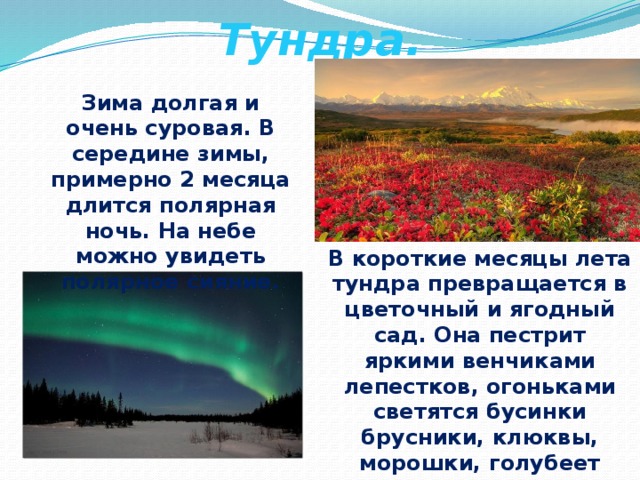 Тундра. Зима долгая и очень суровая. В середине зимы, примерно 2 месяца длится полярная ночь. На небе можно увидеть полярное сияние. В короткие месяцы лета тундра превращается в цветочный и ягодный сад. Она пестрит яркими венчиками лепестков, огоньками светятся бусинки брусники, клюквы, морошки, голубеет сизоватая голубика. 