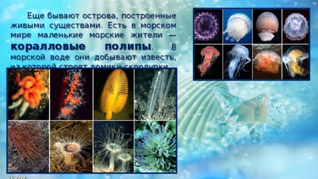  Еще бывают острова, построенные живыми существами. Есть в морском мире маленькие морские жители — коралловые полипы . В морской воде они добывают известь, из которой строят домики-скорлупки. 