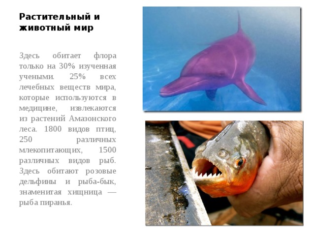 Растительный и животный мир Здесь обитает флора только на 30% изученная учеными. 25% всех лечебных веществ мира, которые используются в медицине, извлекаются из растений Амазонского леса. 1800 видов птиц, 250 различных млекопитающих, 1500 различных видов рыб. Здесь обитают розовые дельфины и рыба-бык, знаменитая хищница — рыба пиранья. 