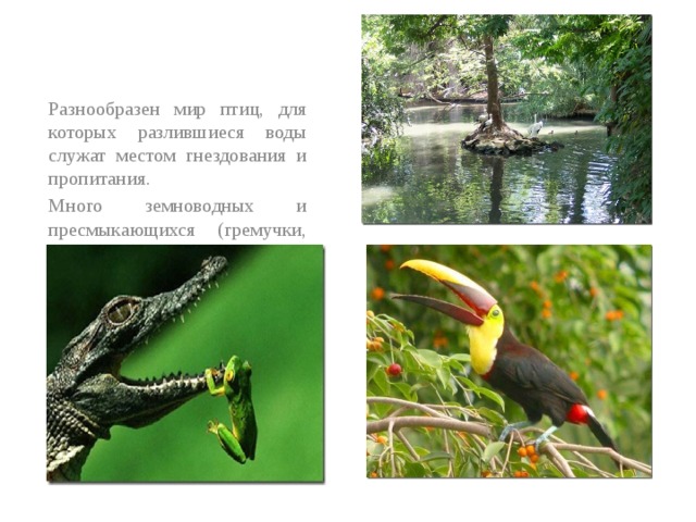 Разнообразен мир птиц, для которых разлившиеся воды служат местом гнездования и пропитания. Много земнoводных и пресмыкающихся (гремучки, удавы боа, анаконды), насекомые. 