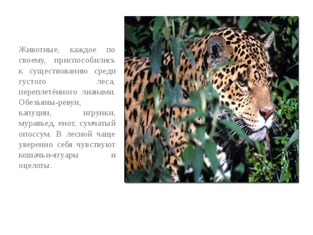 Животные, каждое по своему, приспособились к существованию среди густого леса, переплетённого лианами. Обезьяны-ревун, капуцин, игрунки, муравьед, енот, сумчатый опоссум. B лесной чаще уверенно себя чувствуют кошачьи-ягуары и оцелоты.   