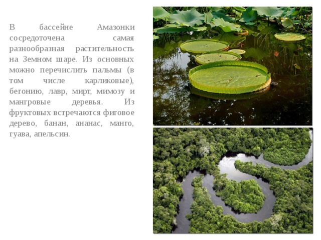 В бассейне Амазонки сосредоточена самая разнообразная растительность на Земном шаре. Из основных можно перечислить пальмы (в том числе карликовые), бегонию, лавр, мирт, мимозу и мангровые деревья. Из фруктовых встречаются фиговое дерево, банан, ананас, манго, гуава, апельсин.     