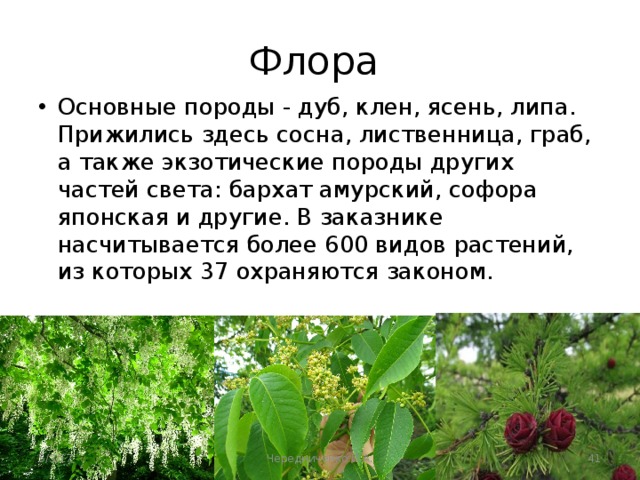 Флора Основные породы - дуб, клен, ясень, липа. Прижились здесь сосна, лиственница, граб, а также экзотические породы других частей света: бархат амурский, софора японская и другие. В заказнике насчитывается более 600 видов растений, из которых 37 охраняются законом. 5/3/17 Чередниченко И.А.  