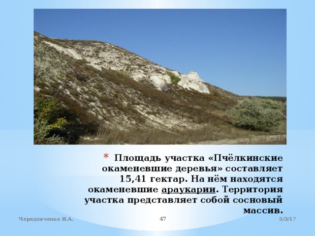 Площадь участка «Пчёлкинские окаменевшие деревья» составляет 15,41 гектар. На нём находятся окаменевшие  араукарии . Территория участка представляет собой сосновый массив. 5/3/17 Чередниченко И.А.  