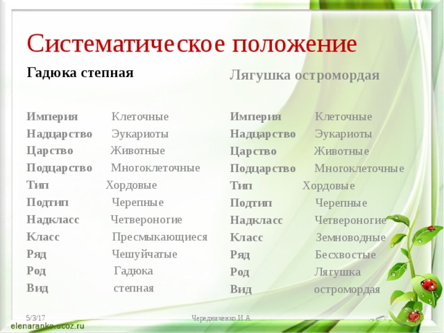 Гадюка обыкновенная таксоны. Систематическое положение гадюки обыкновенной. Систематическое положение лягушки.