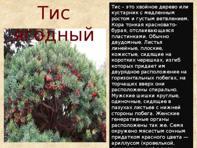 Тис описание растения и фото