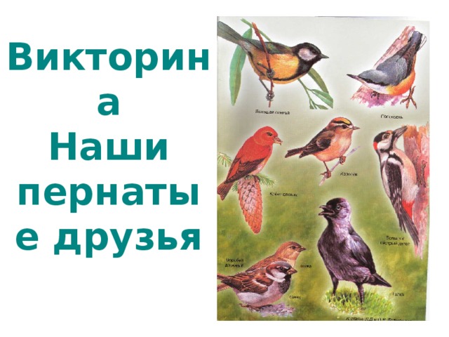 Викторина  Наши пернатые друзья 