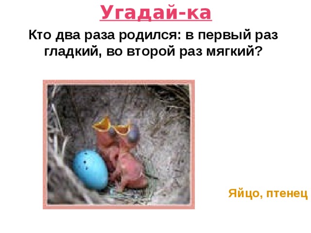 Угадай-ка Кто два раза родился: в первый раз гладкий, во второй раз мягкий?   Яйцо, птенец 