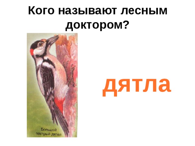 Кого называют лесным доктором?   дятла 