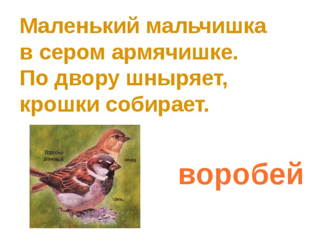 Маленький мальчишка  в сером армячишке.  По двору шныряет,  крошки собирает. воробей 